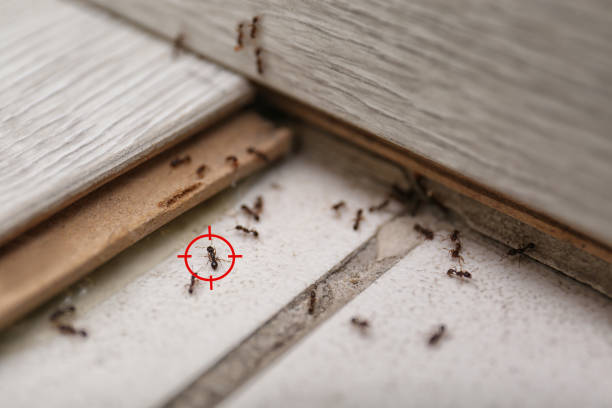 Best Best Pest Control Companies  in Sandoval, IL