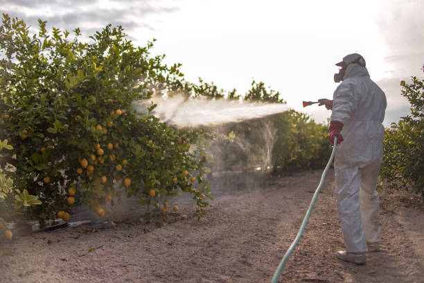 Best Ant Control Services  in Sandoval, IL