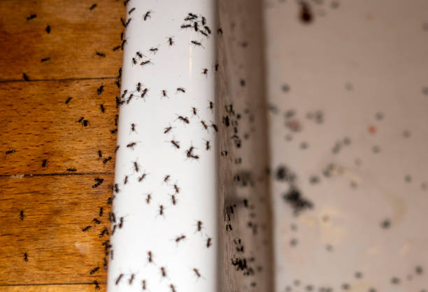 Best Residential Pest Control  in Sandoval, IL
